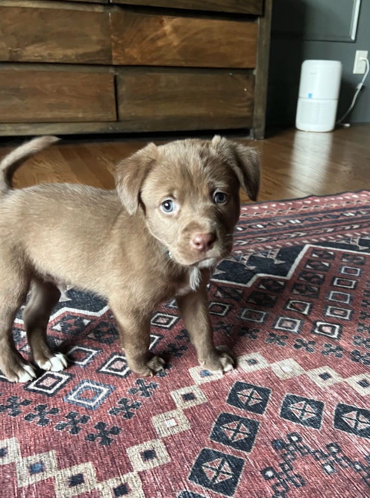 Screenshot 2026-02-13 at 4.30.08 PM.png