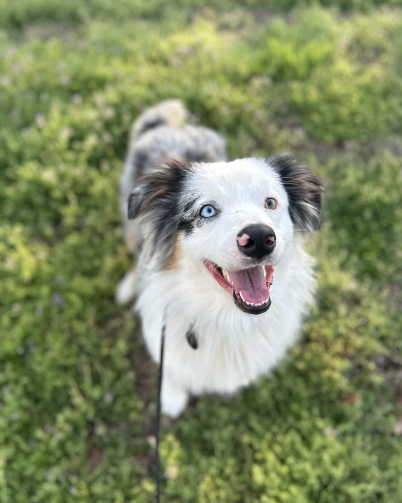 Screenshot 2026-03-14 at 4.47.06 PM.png