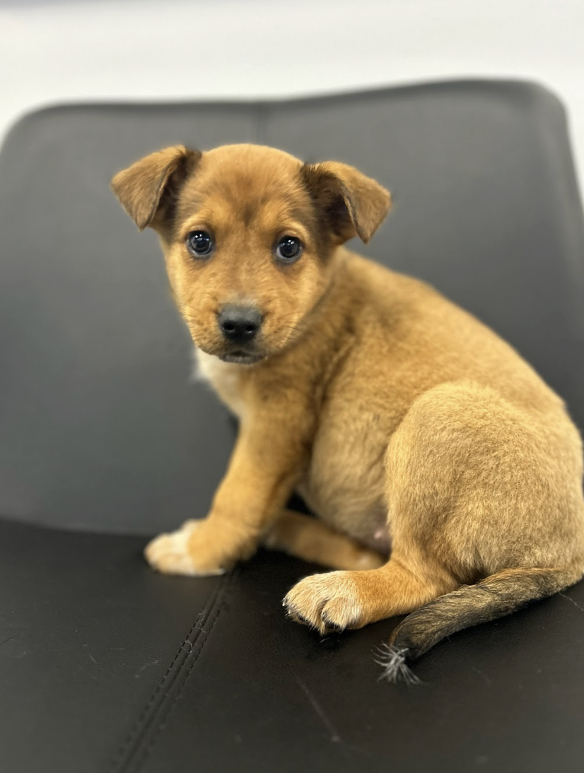 Screenshot 2026-02-19 at 7.04.37 PM.png