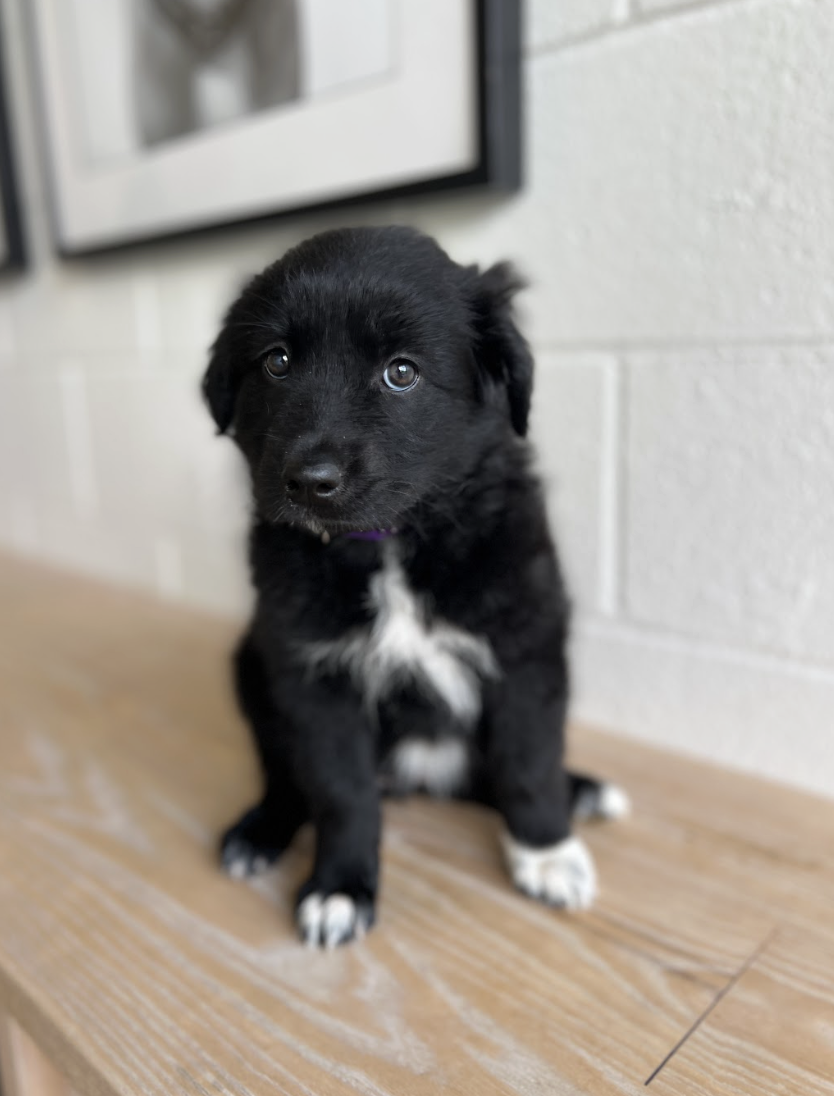 Screenshot 2026-04-16 at 4.15.06 PM.png