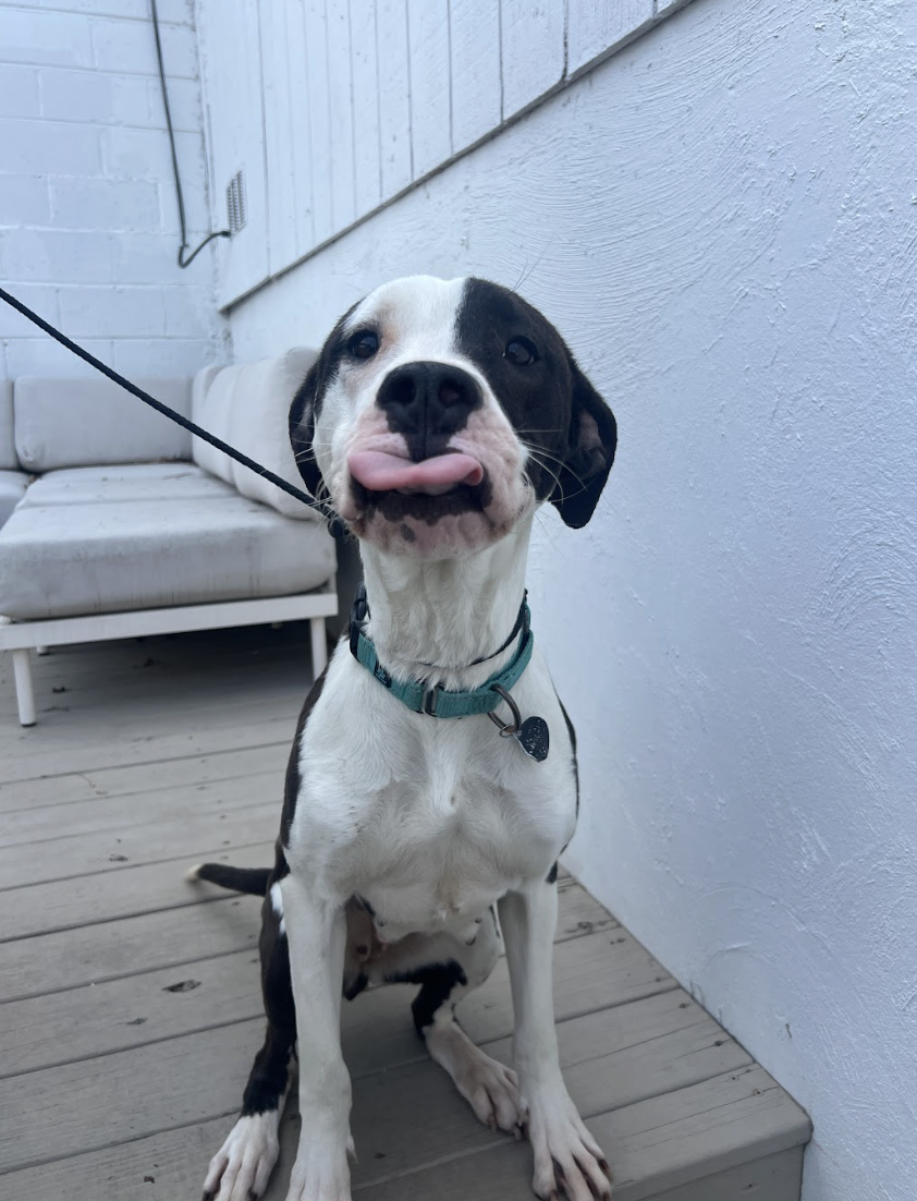 Screenshot 2026-02-12 at 2.56.51 PM.png