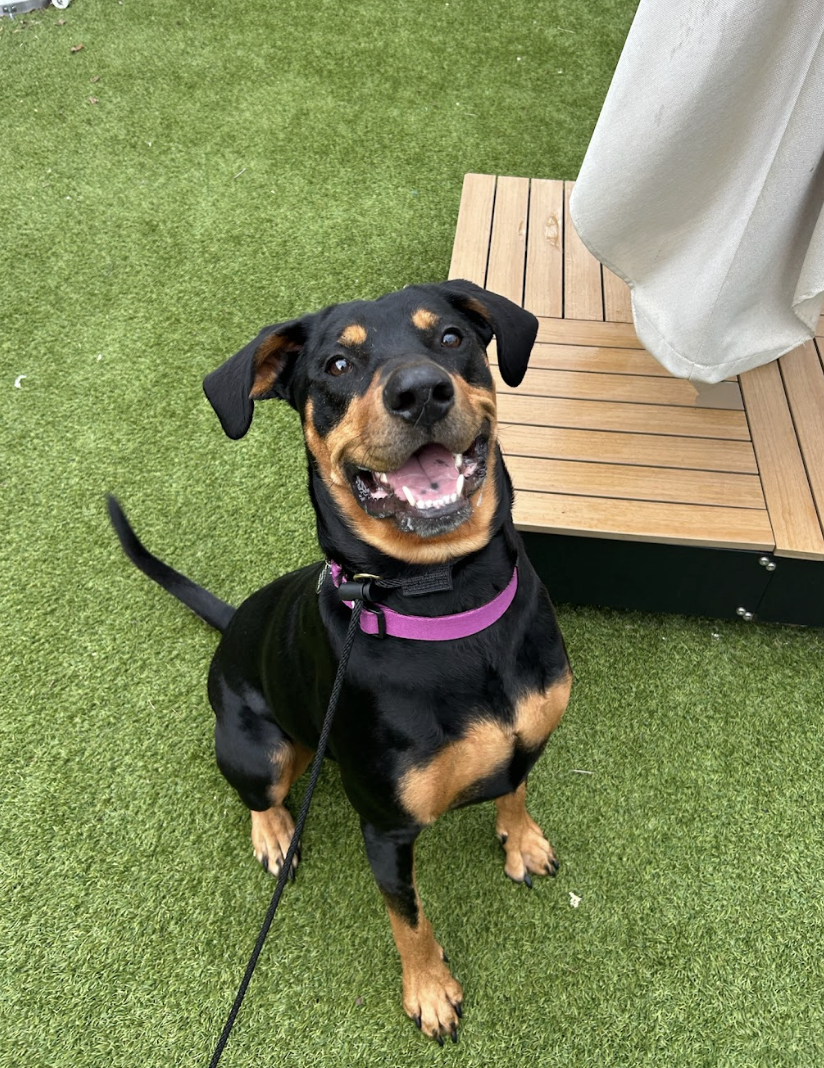 Screenshot 2026-03-11 at 6.38.05 PM.png