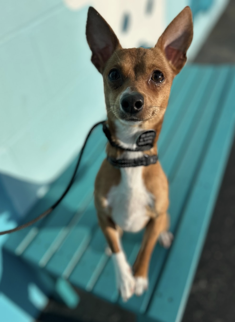 Screenshot 2026-02-25 at 12.54.12 PM.png