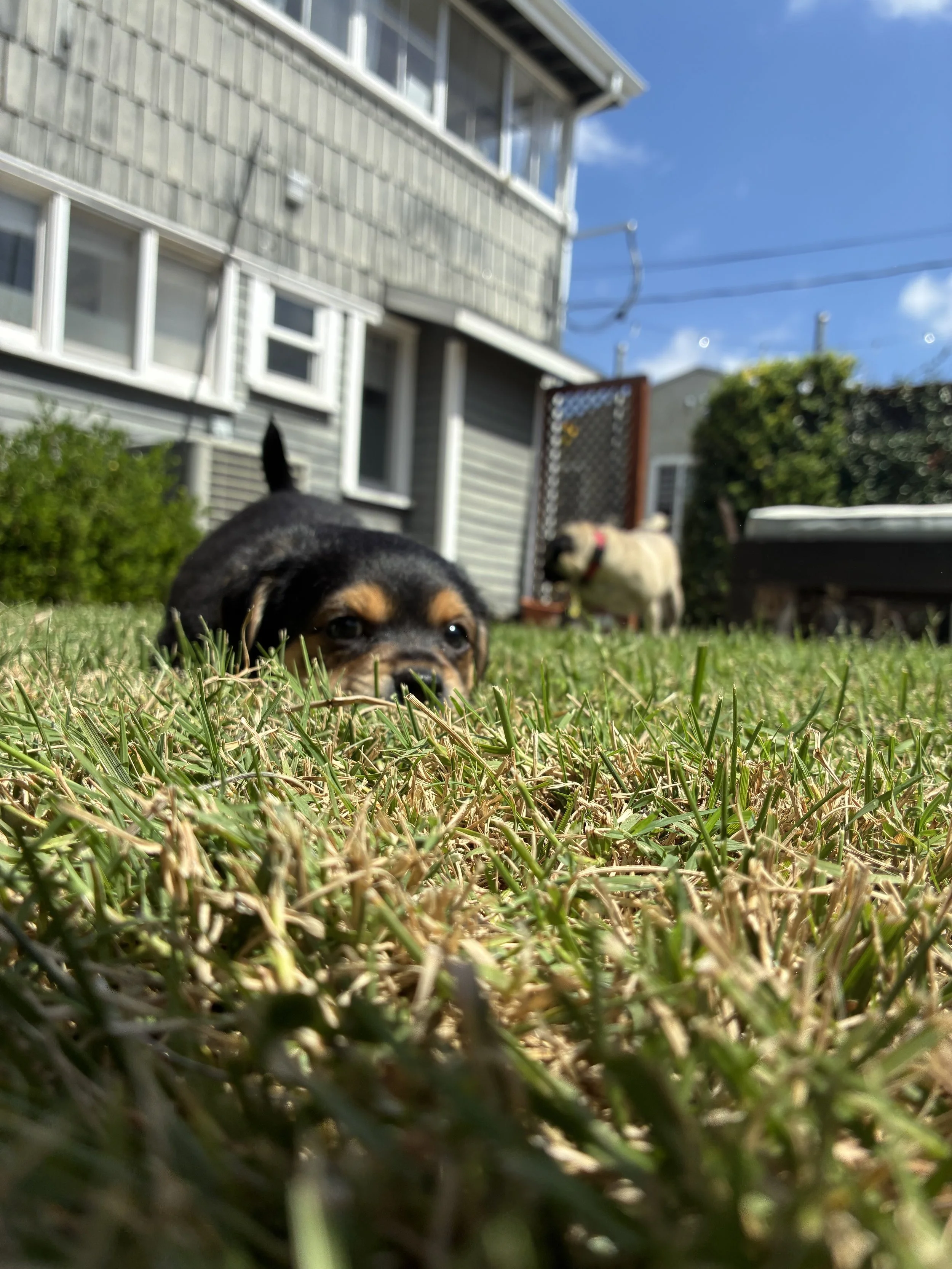 Copy of IMG_4284.jpg
