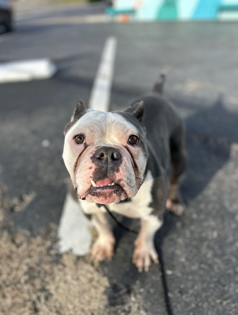 Screenshot 2026-02-25 at 1.02.55 PM.png