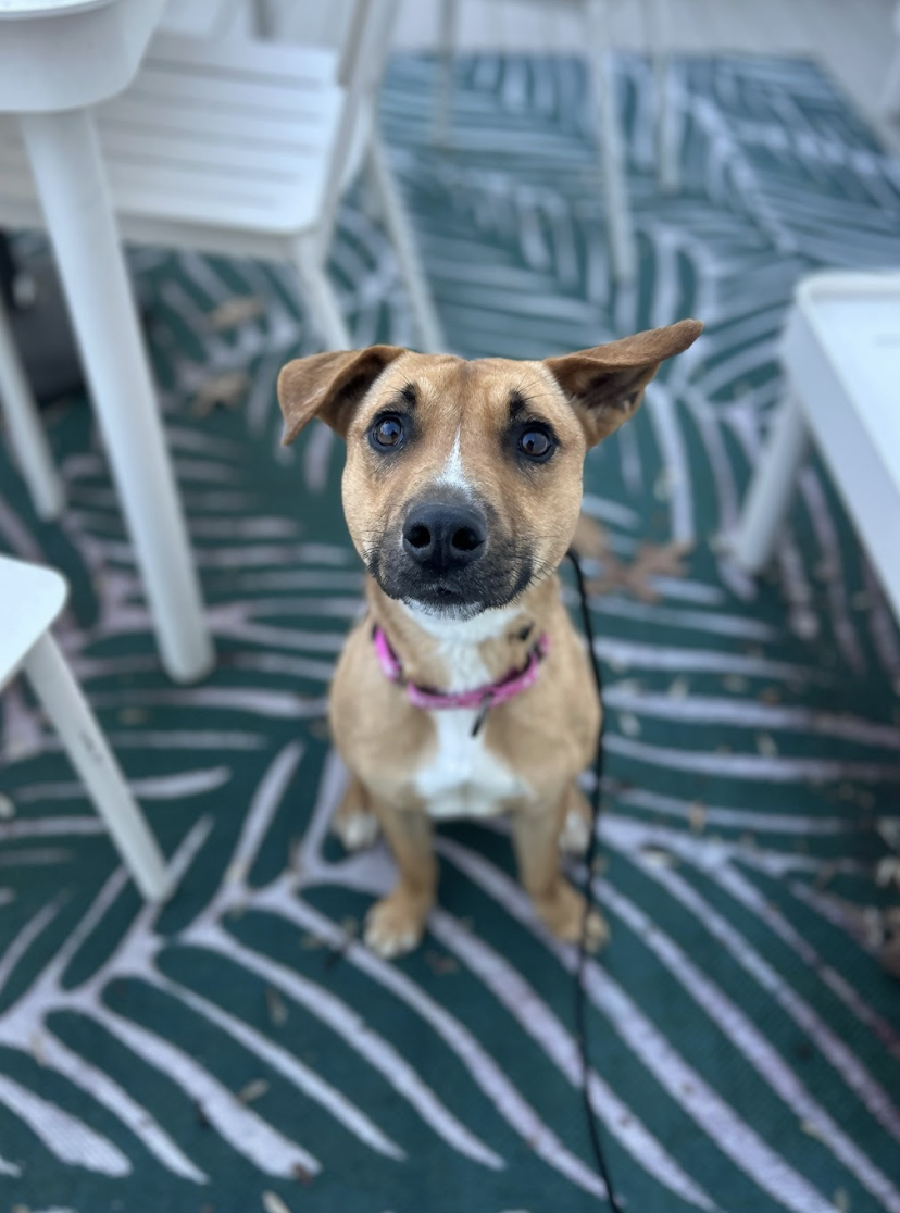 Screenshot 2025-12-16 at 3.26.29 PM.png