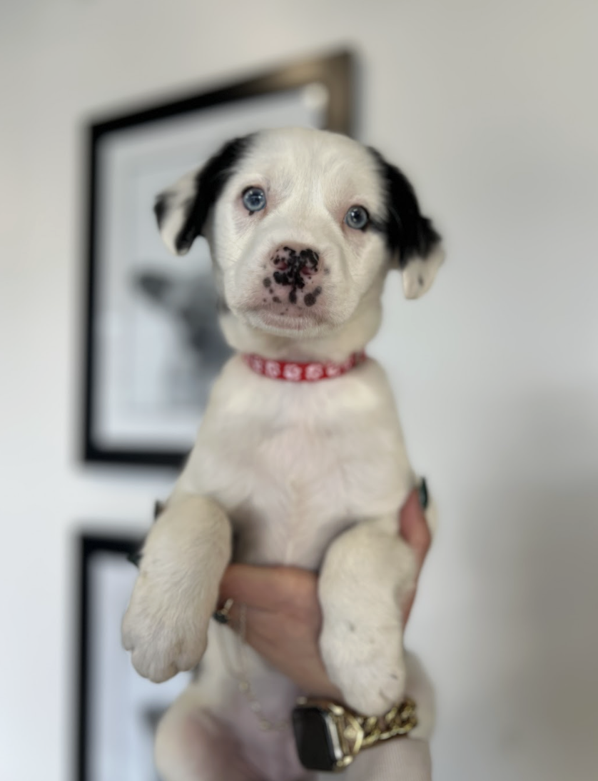 Screenshot 2026-02-06 at 3.41.34 PM.png