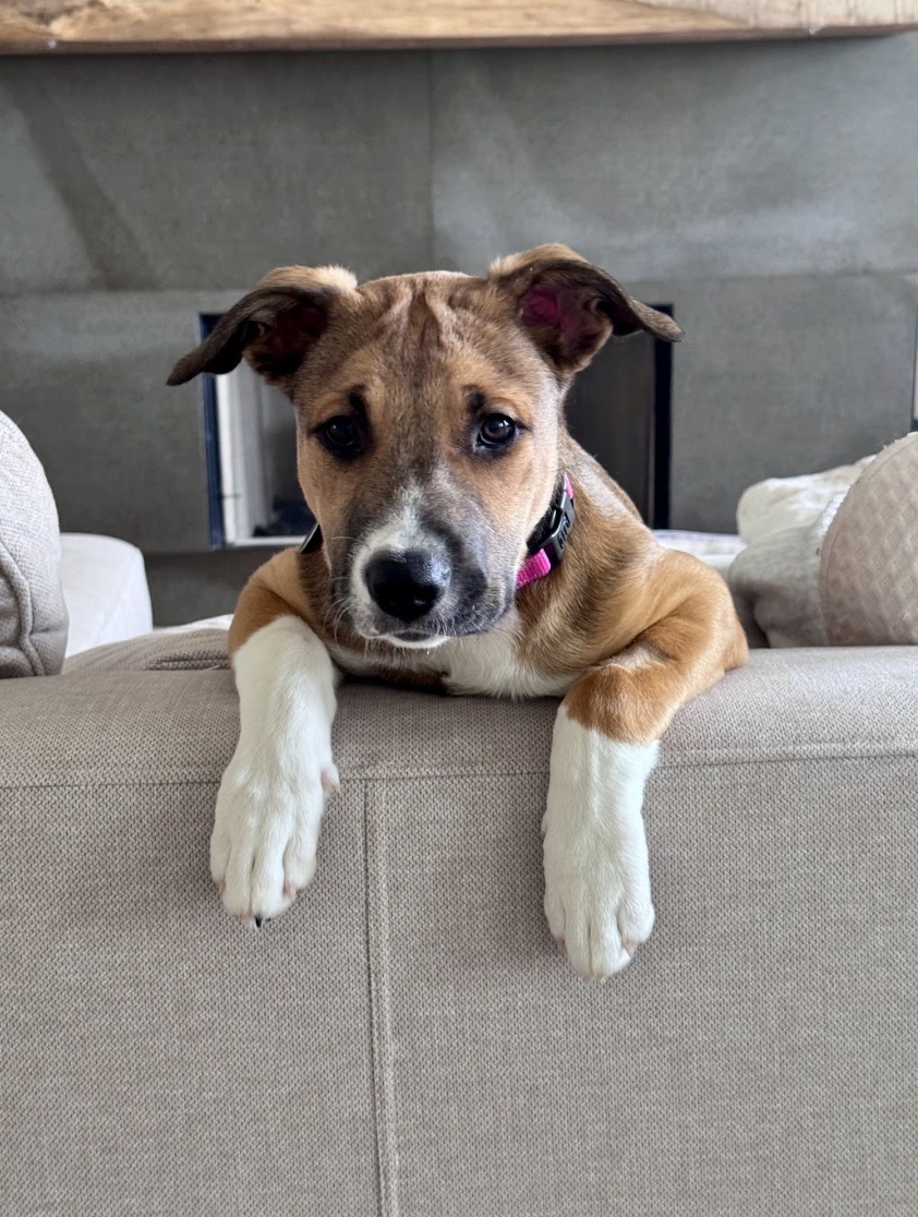 Screenshot 2026-04-03 at 2.12.41 PM.png