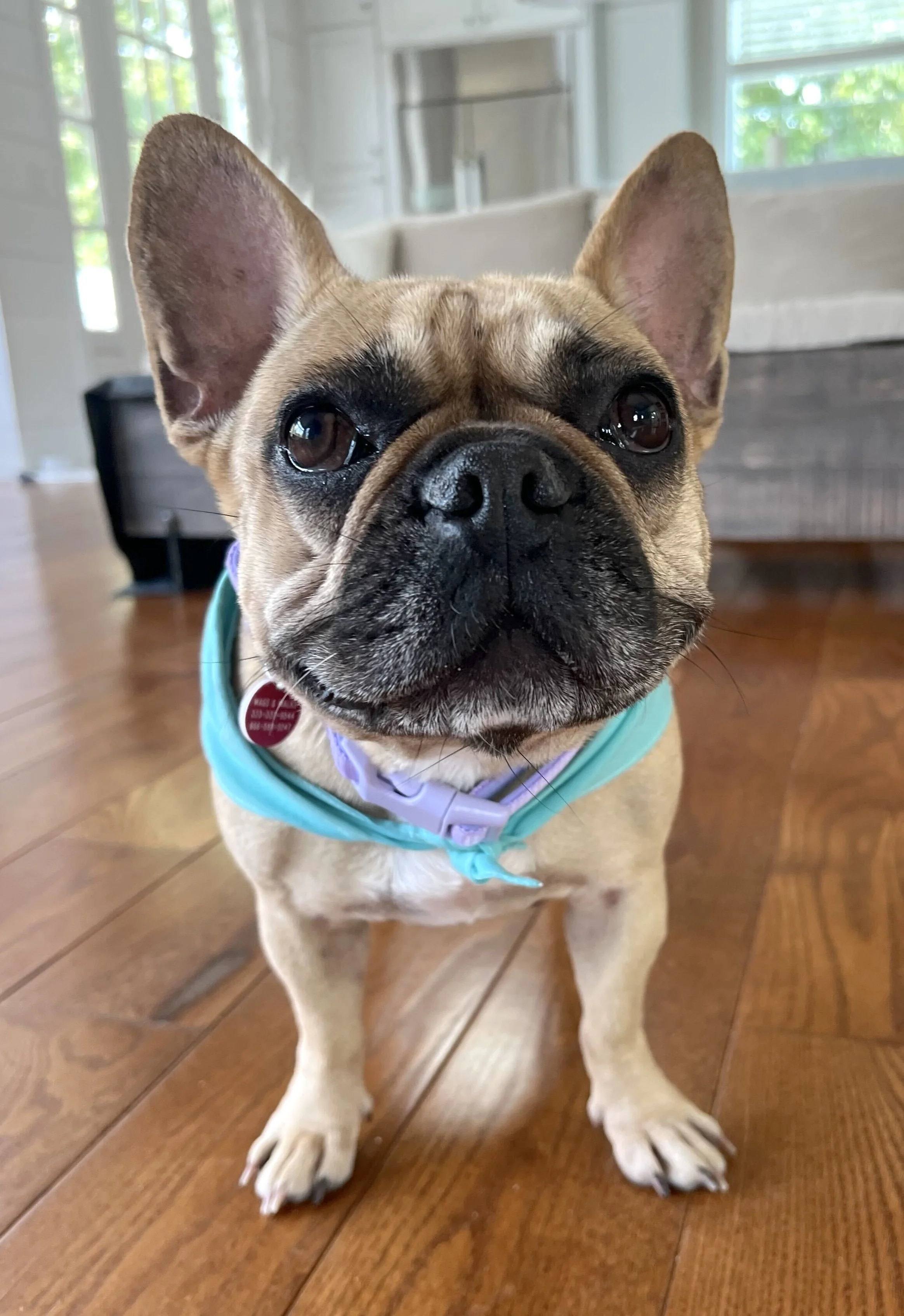 Stella 1.jpg