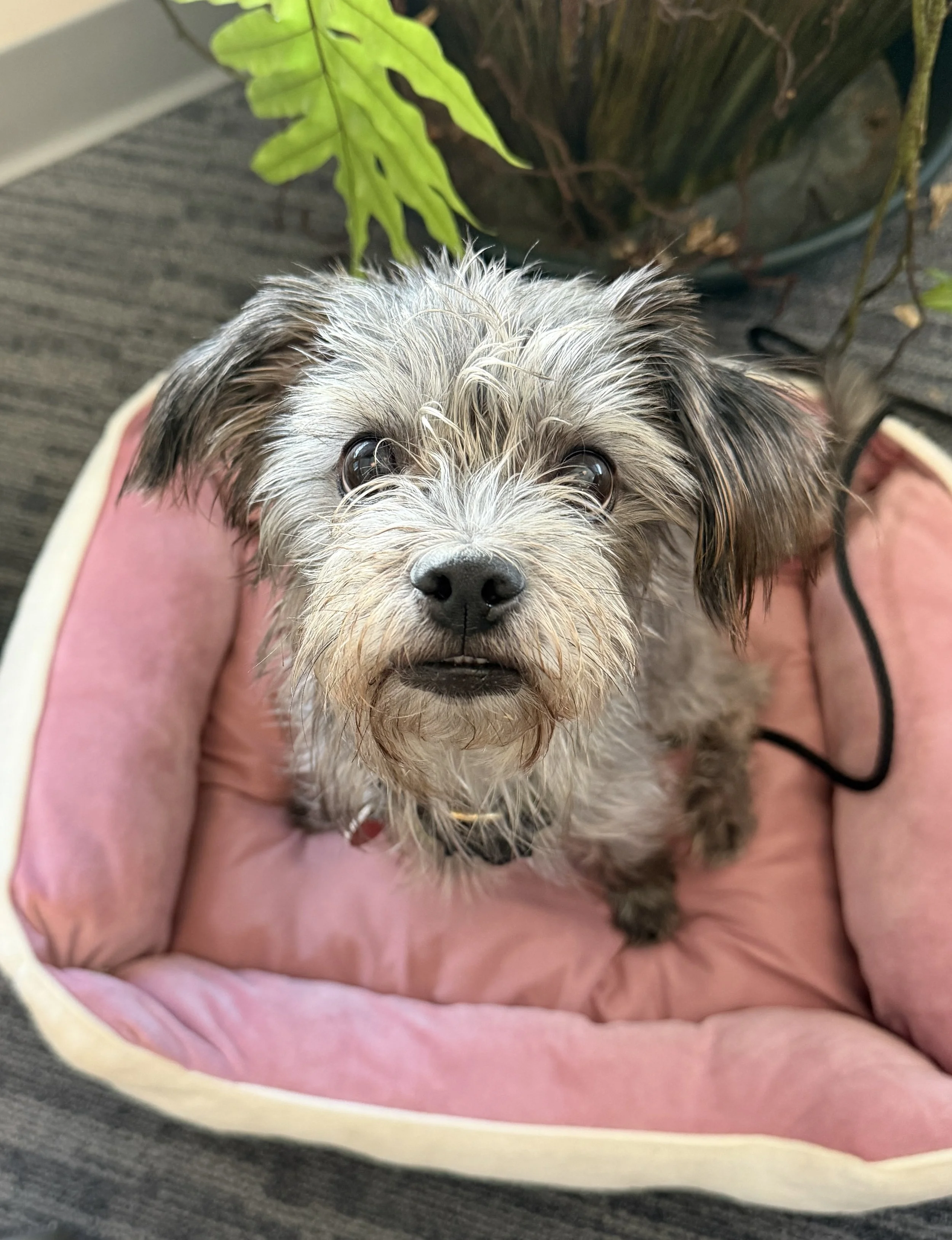 Zimmy