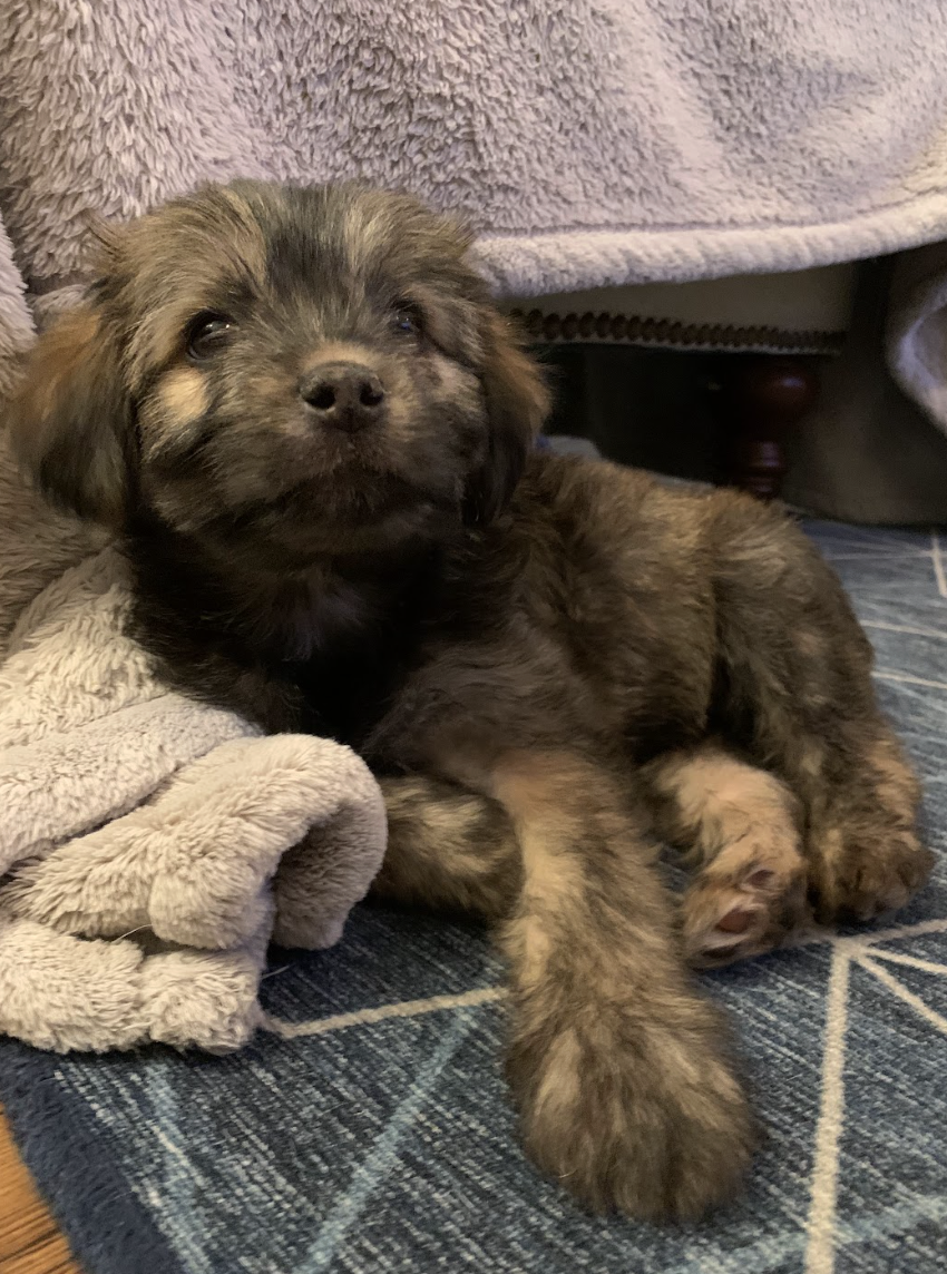 Screenshot 2026-01-17 at 2.55.30 PM.png