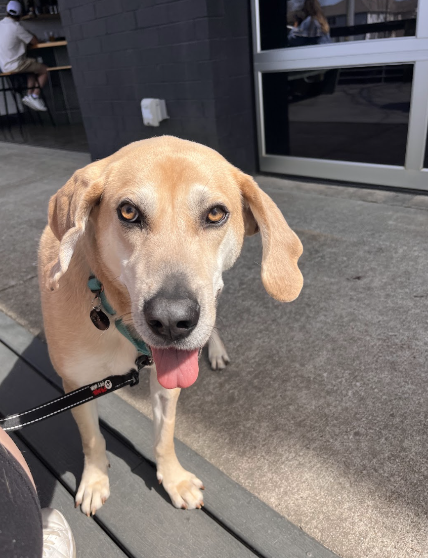 Screenshot 2026-03-19 at 4.12.34 PM.png