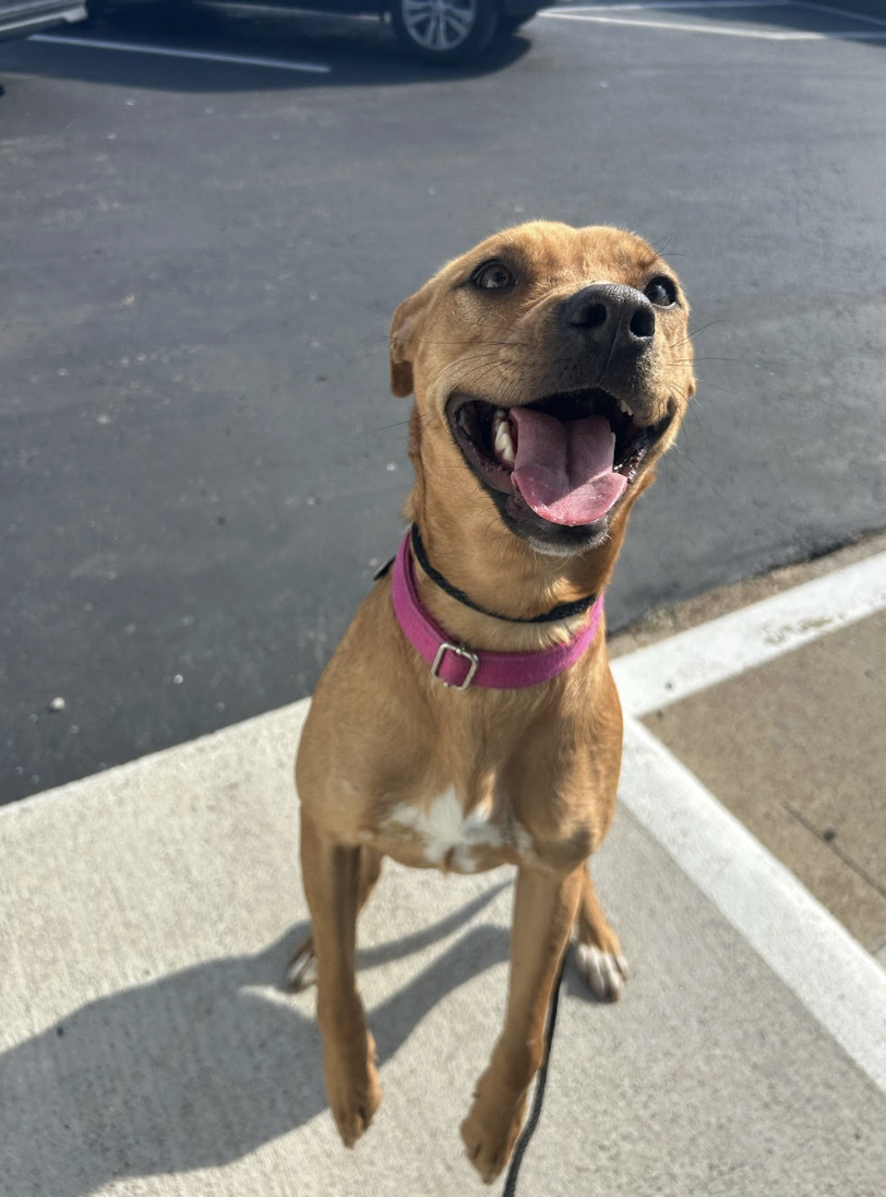 Screenshot 2026-02-12 at 2.27.24 PM.png