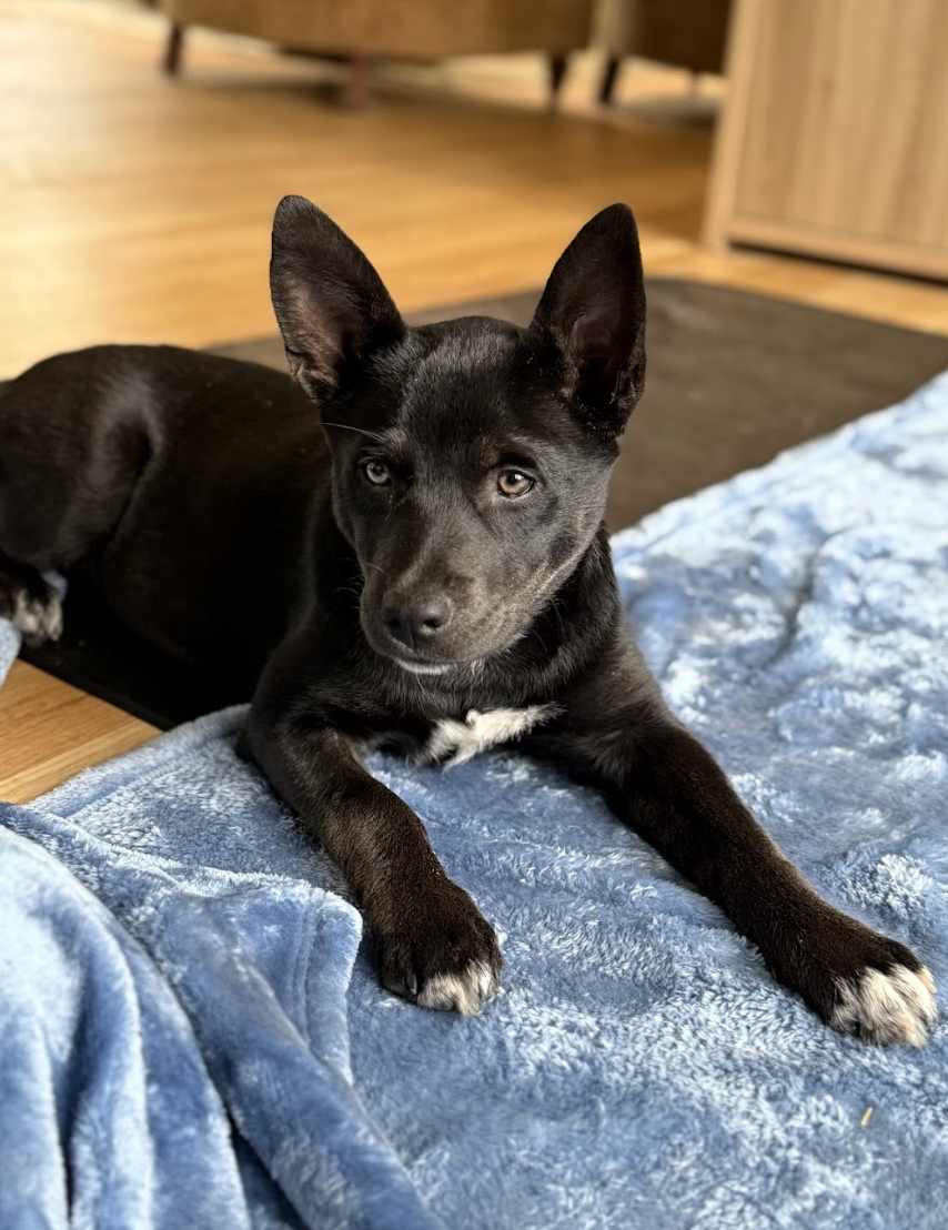 Screenshot 2026-03-12 at 3.32.59 PM.png