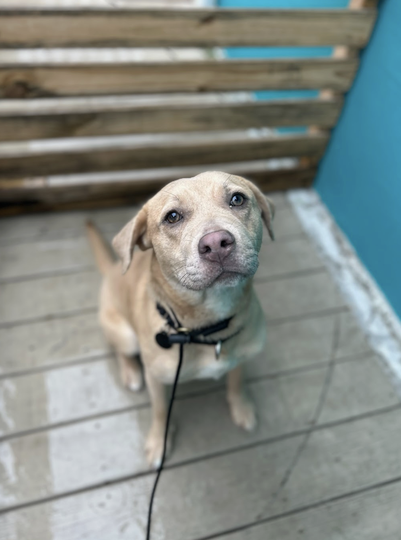 Screenshot 2025-12-18 at 1.48.21 PM.png