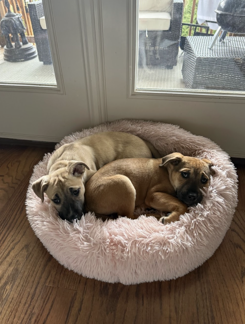 Screenshot 2026-02-20 at 4.06.30 PM.png