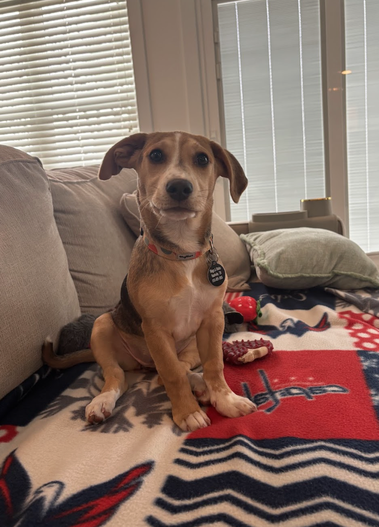 Screenshot 2026-02-20 at 4.22.12 PM.png