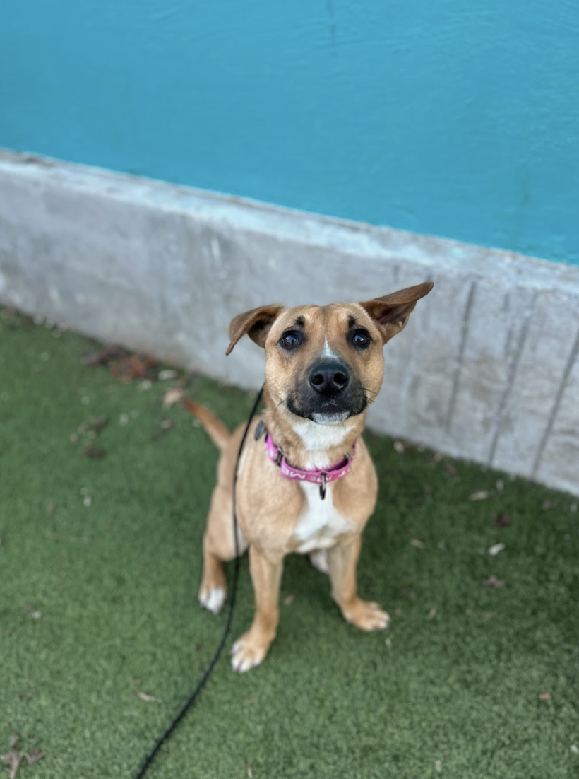 Screenshot 2025-12-16 at 3.26.51 PM.png