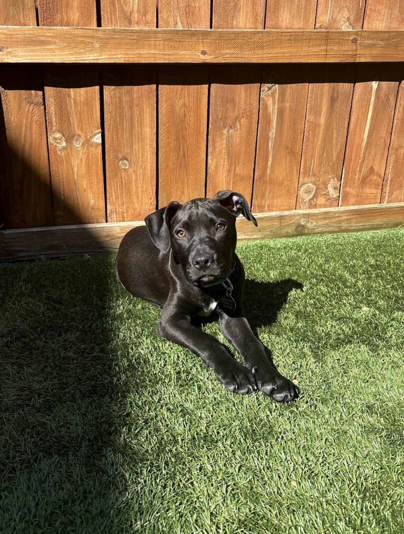 Screenshot 2026-04-03 at 2.35.16 PM.png