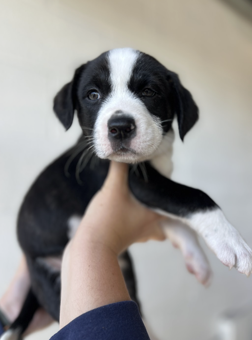 Screenshot 2026-04-01 at 6.01.21 PM.png