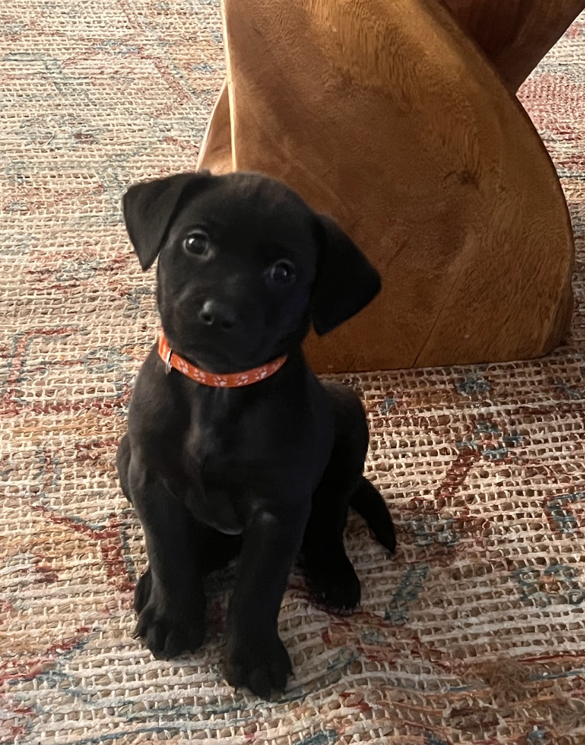 Screenshot 2026-02-13 at 4.33.04 PM.png