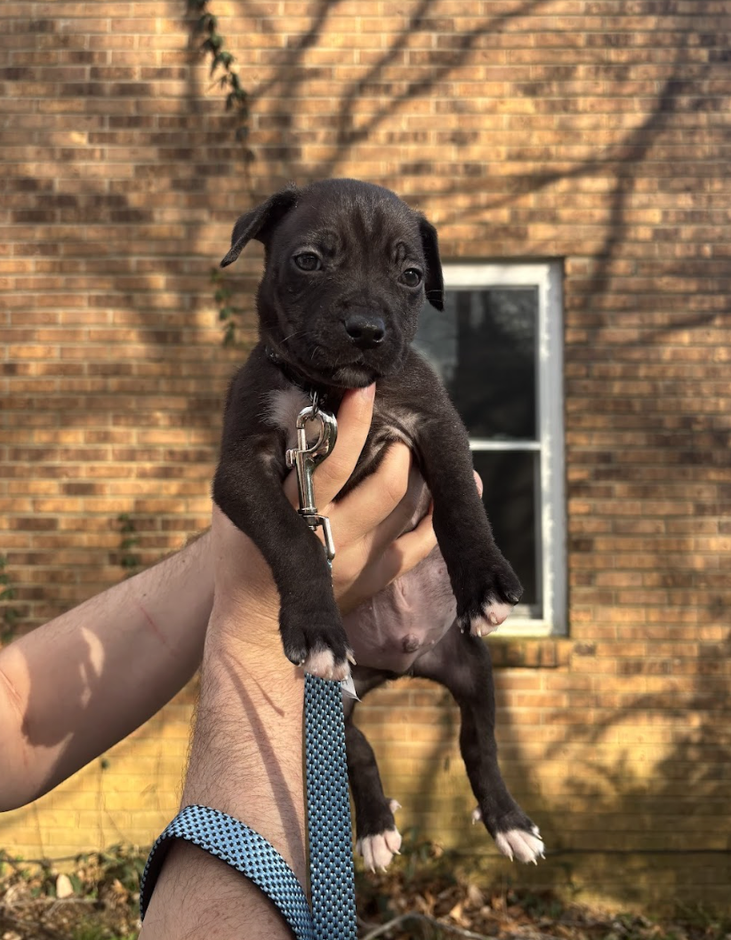 Screenshot 2026-03-20 at 3.00.38 PM.png