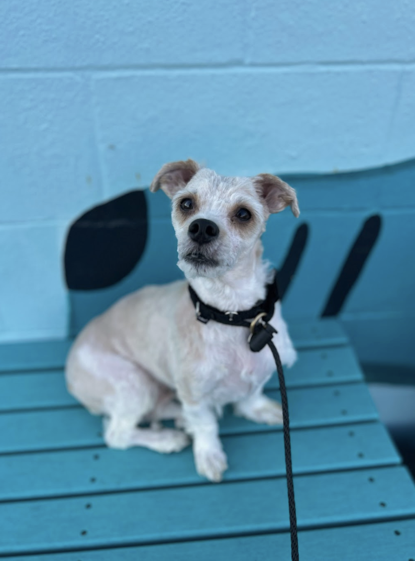 Screenshot 2026-03-14 at 4.55.16 PM.png