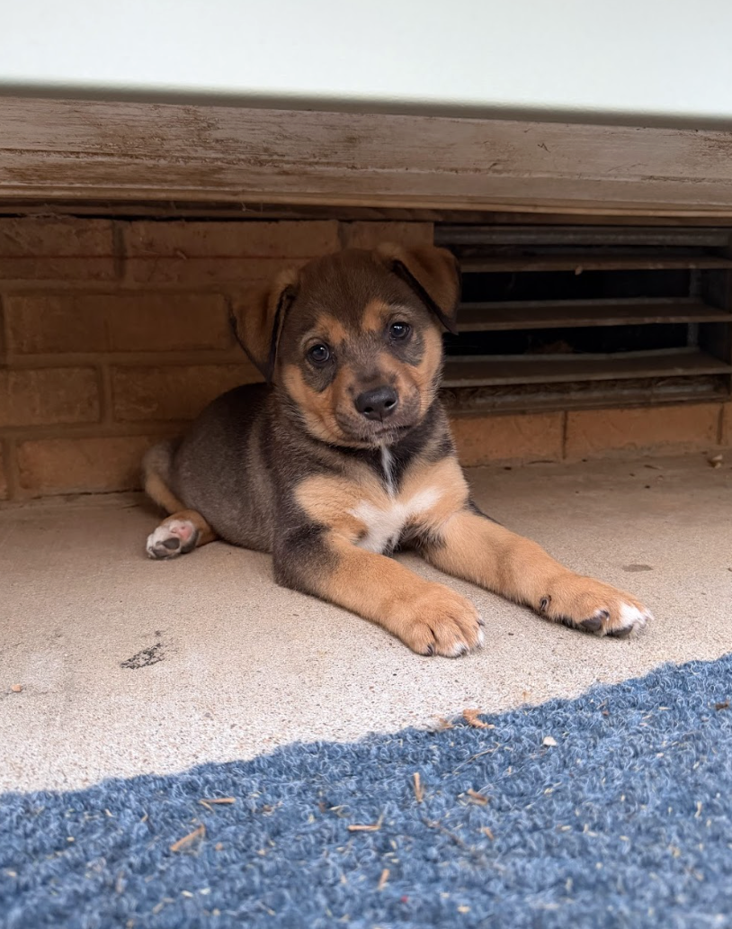 Screenshot 2026-04-07 at 5.09.42 PM.png