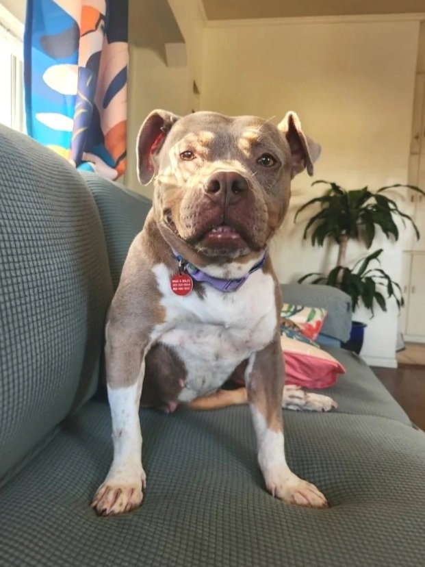 Mixed Breed