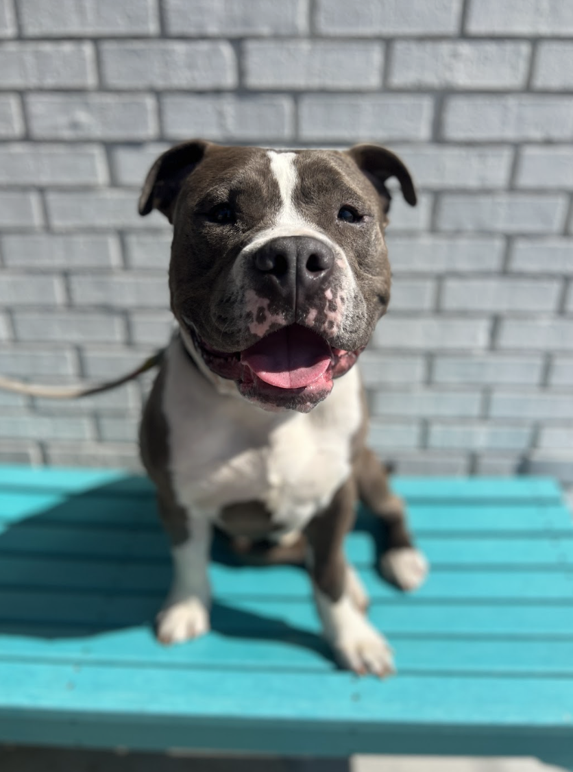 Screenshot 2026-03-20 at 4.00.54 PM.png