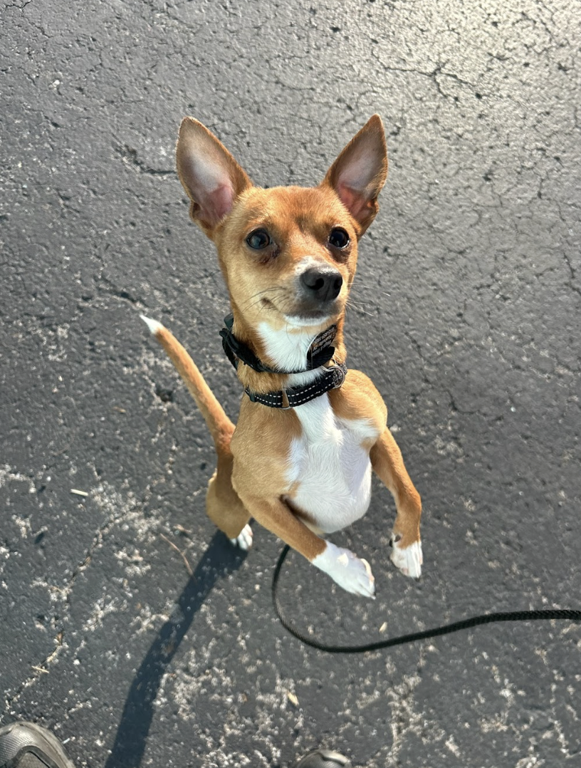 Screenshot 2026-02-25 at 12.54.04 PM.png