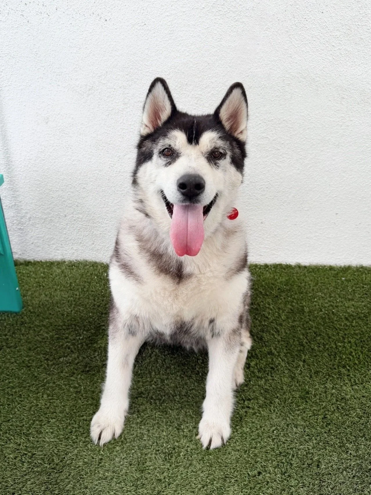Siberian Husky