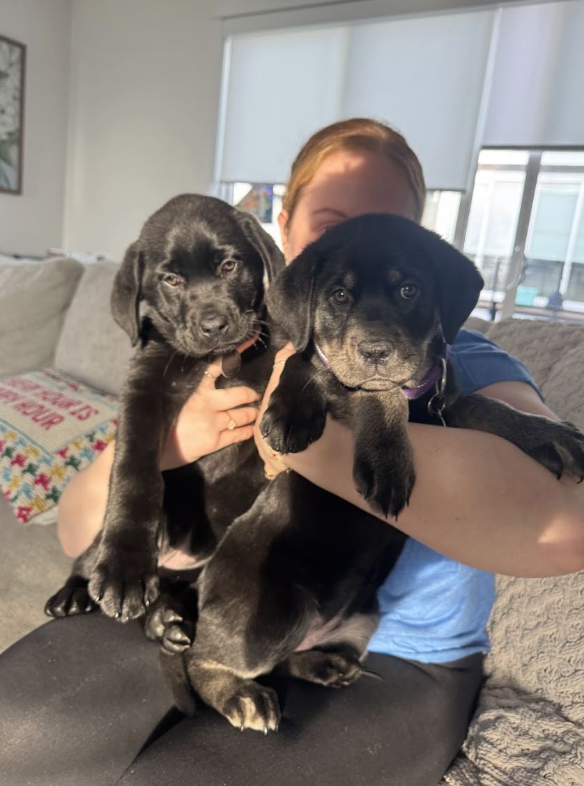 Screenshot 2026-02-24 at 1.00.33 PM.png