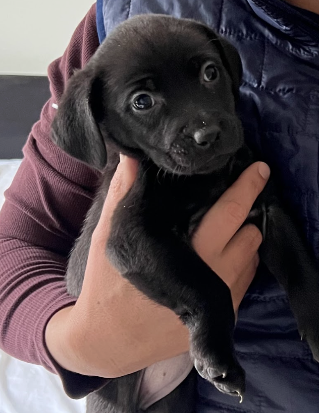 Screenshot 2026-02-13 at 4.32.50 PM.png