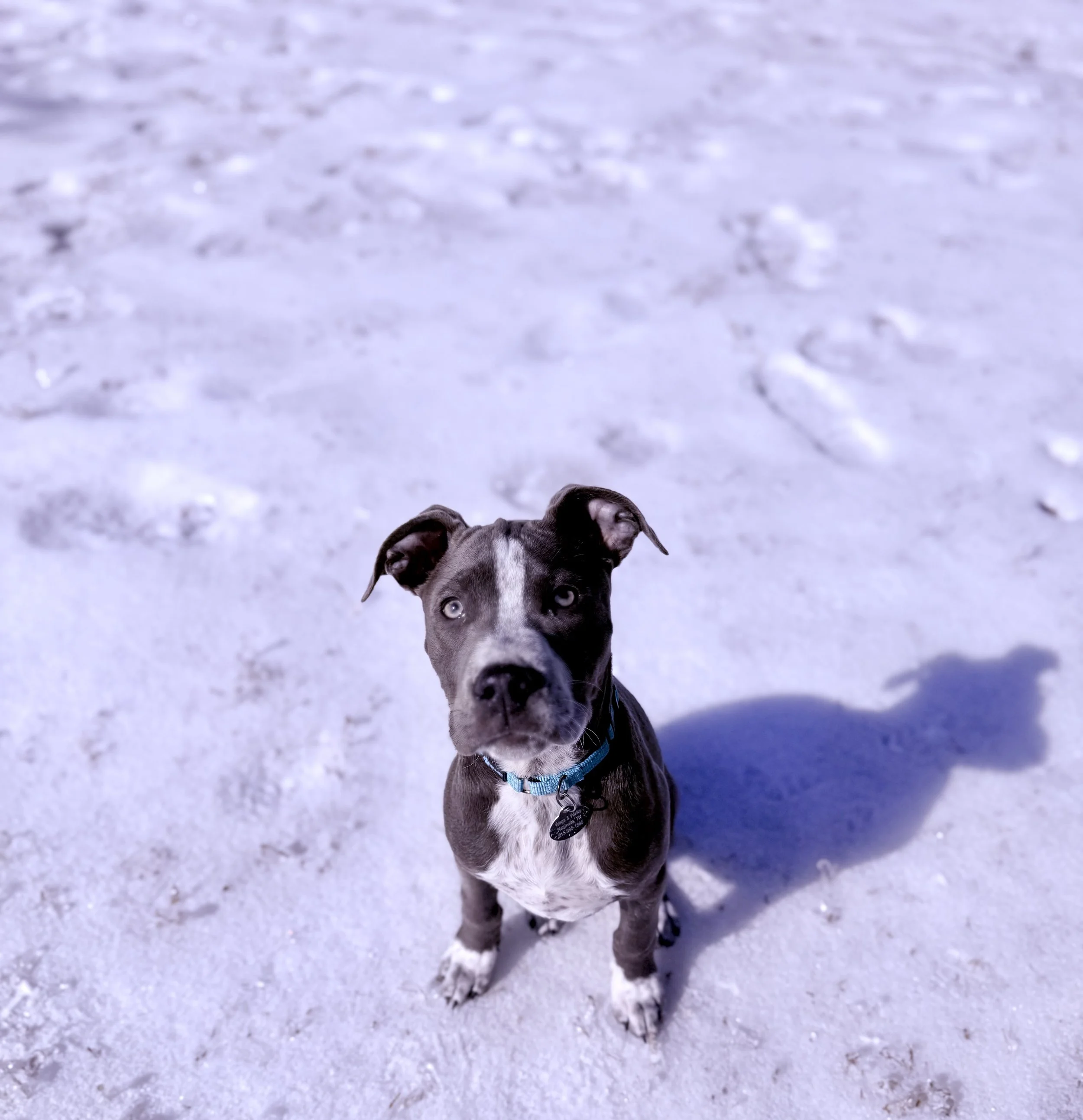 T-Bone, the Steak Litter