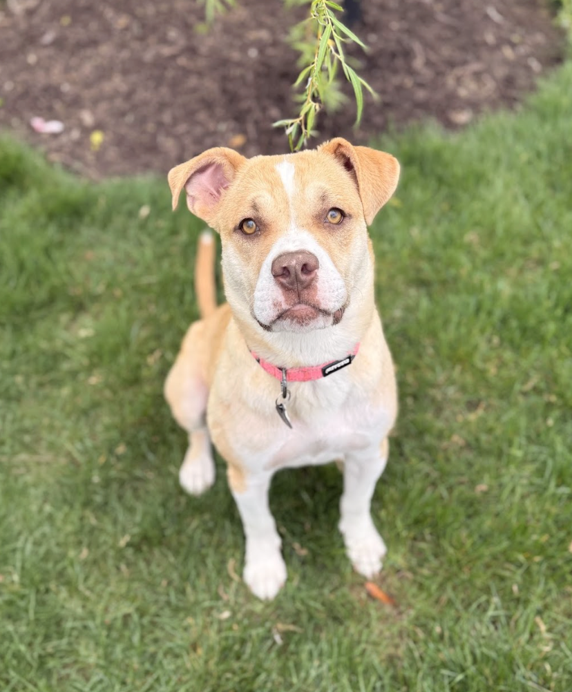 Screenshot 2026-04-03 at 3.10.41 PM.png