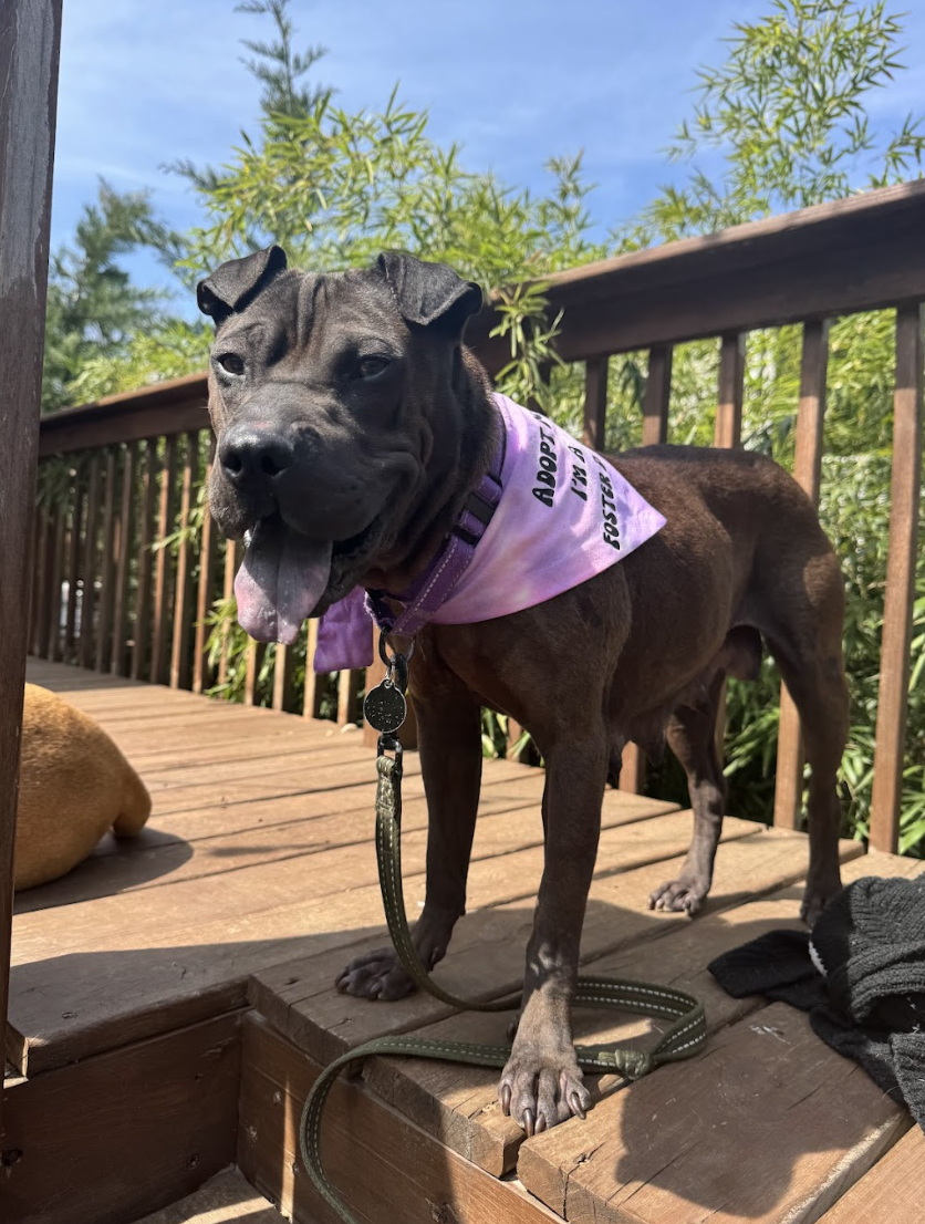 Screenshot 2026-04-08 at 3.22.06 PM.png