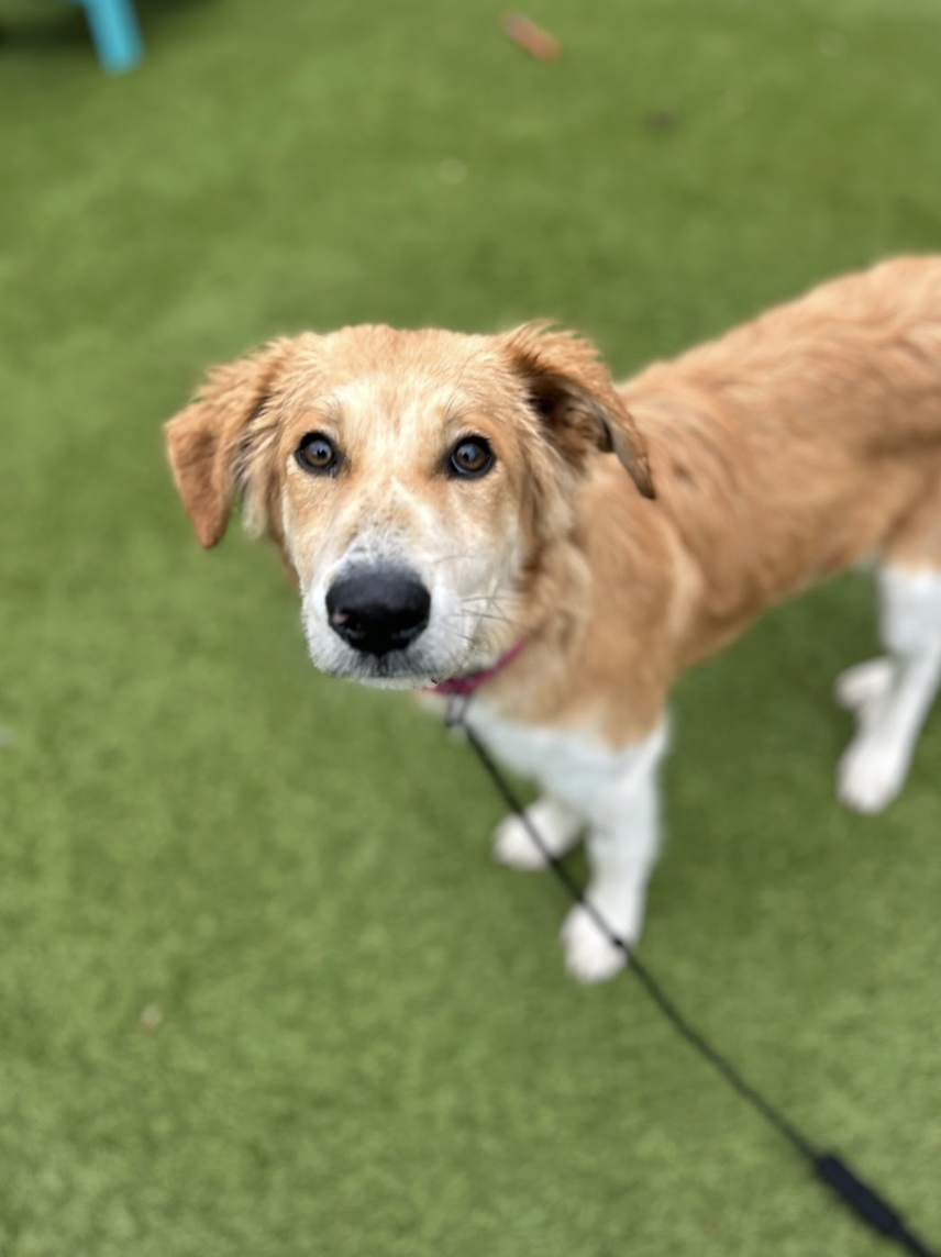 Screenshot 2025-12-18 at 1.38.12 PM.png