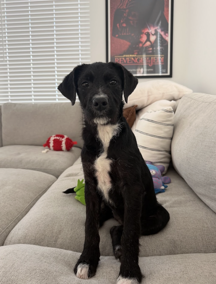 Screenshot 2026-02-13 at 4.52.39 PM.png