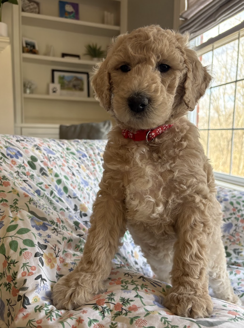 Screenshot 2026-03-03 at 11.51.02 AM.png