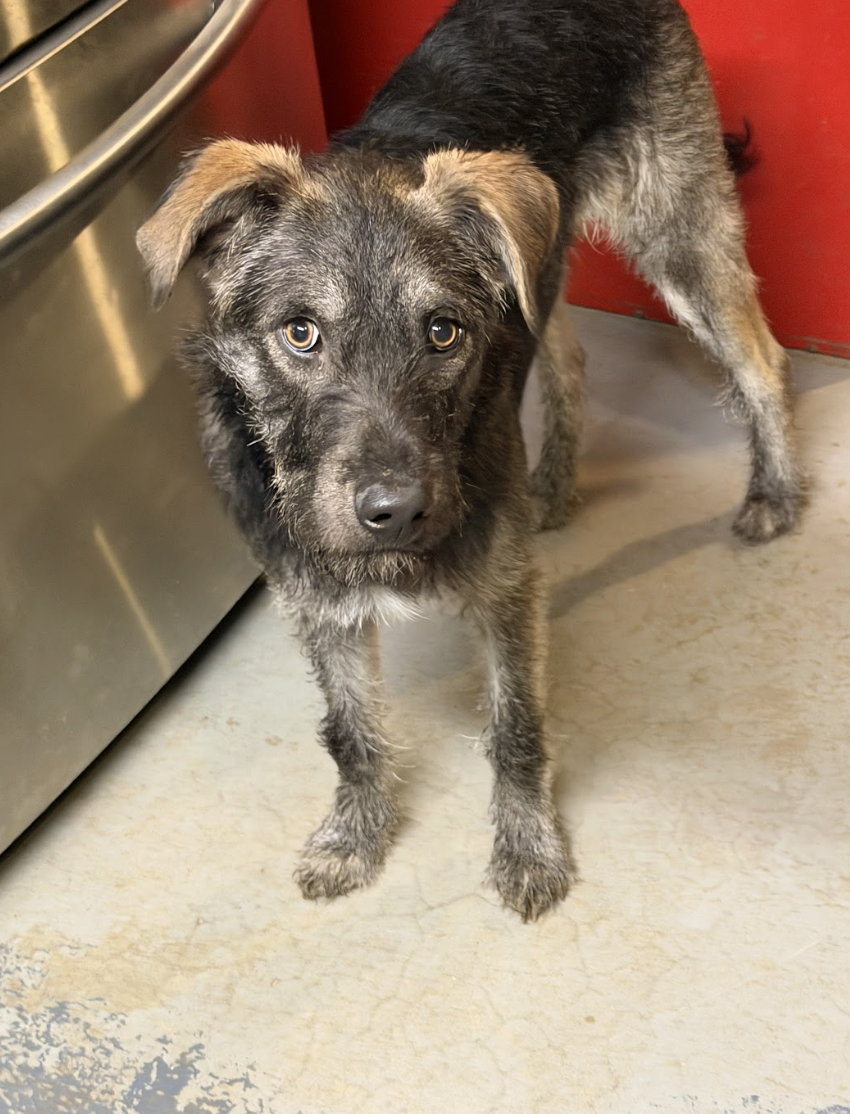 Screenshot 2026-02-26 at 2.24.01 PM.png