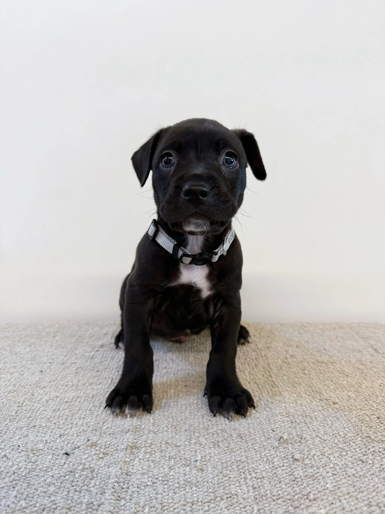 Pepper
