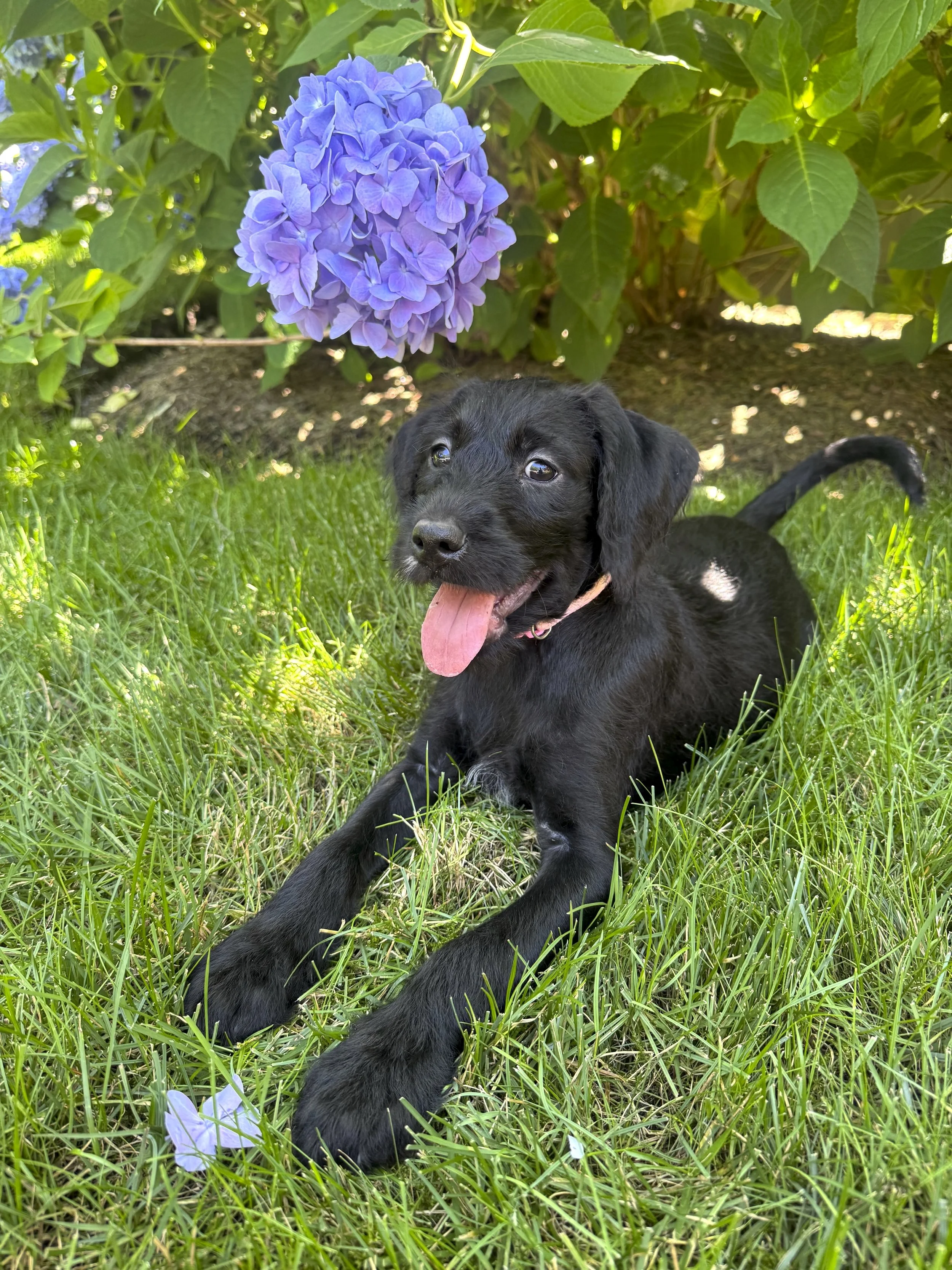 Hershey