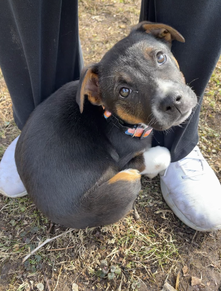 Screenshot 2026-02-12 at 4.49.15 PM.png