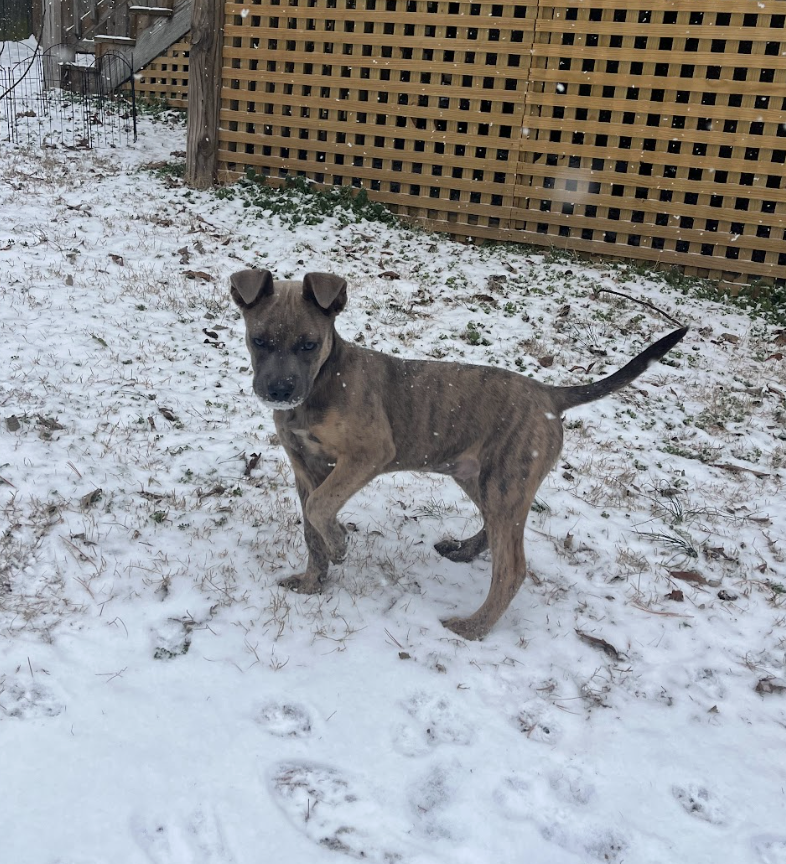 Screenshot 2026-01-26 at 12.31.47 PM.png