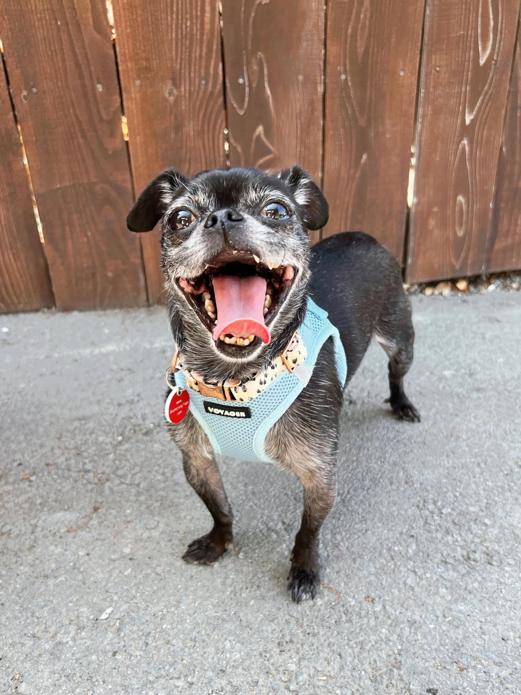 Pepper