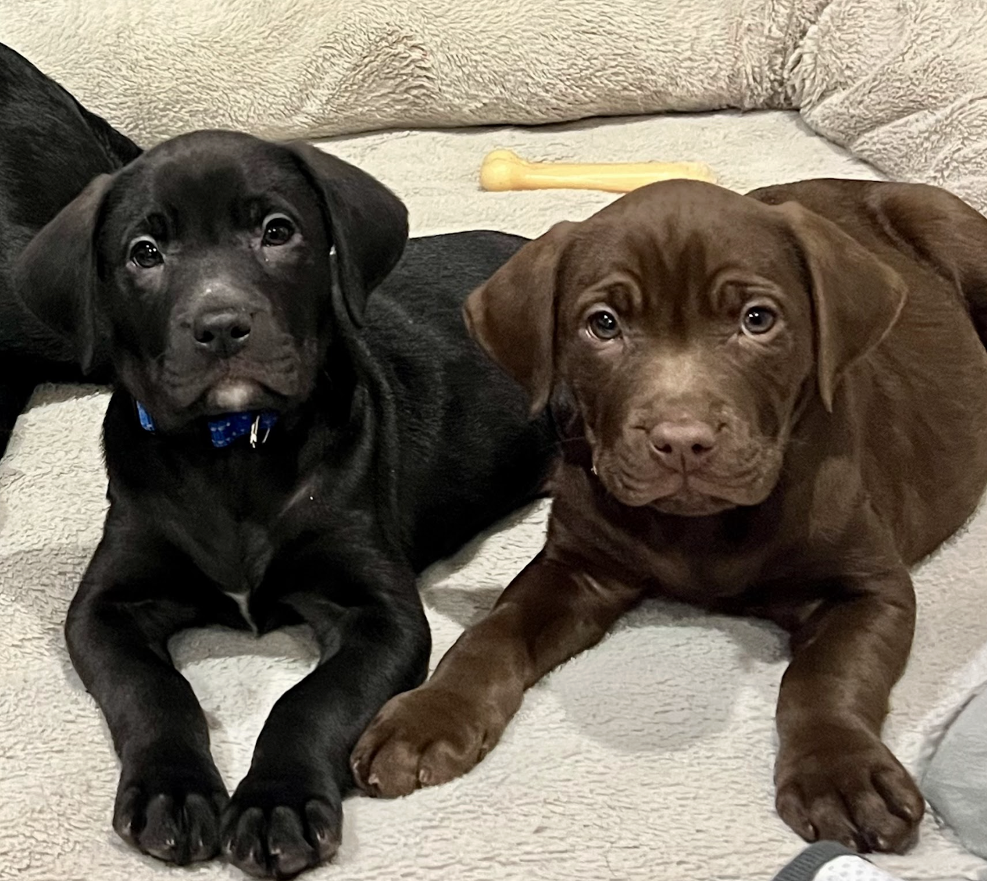 Screenshot 2025-12-31 at 1.22.41 PM.png