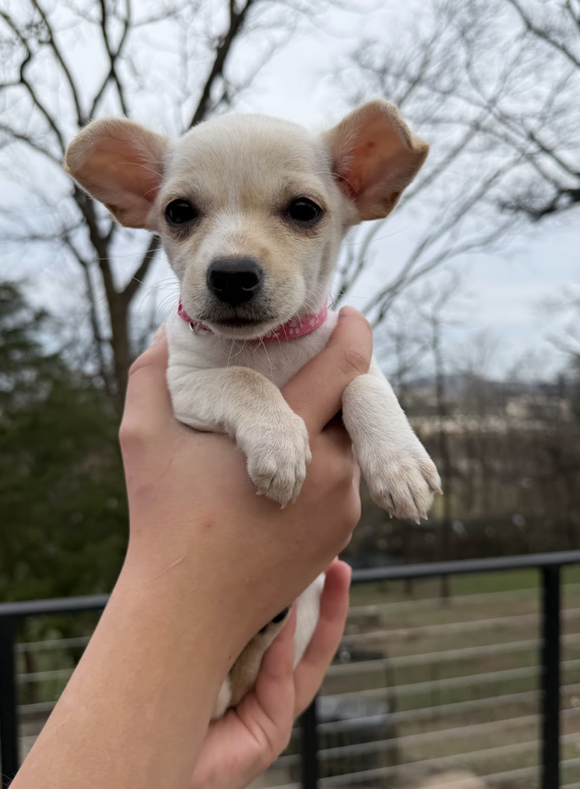 Screenshot 2026-02-26 at 12.50.19 PM.png