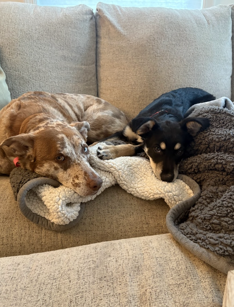 Screenshot 2026-04-29 at 1.50.07 PM.png