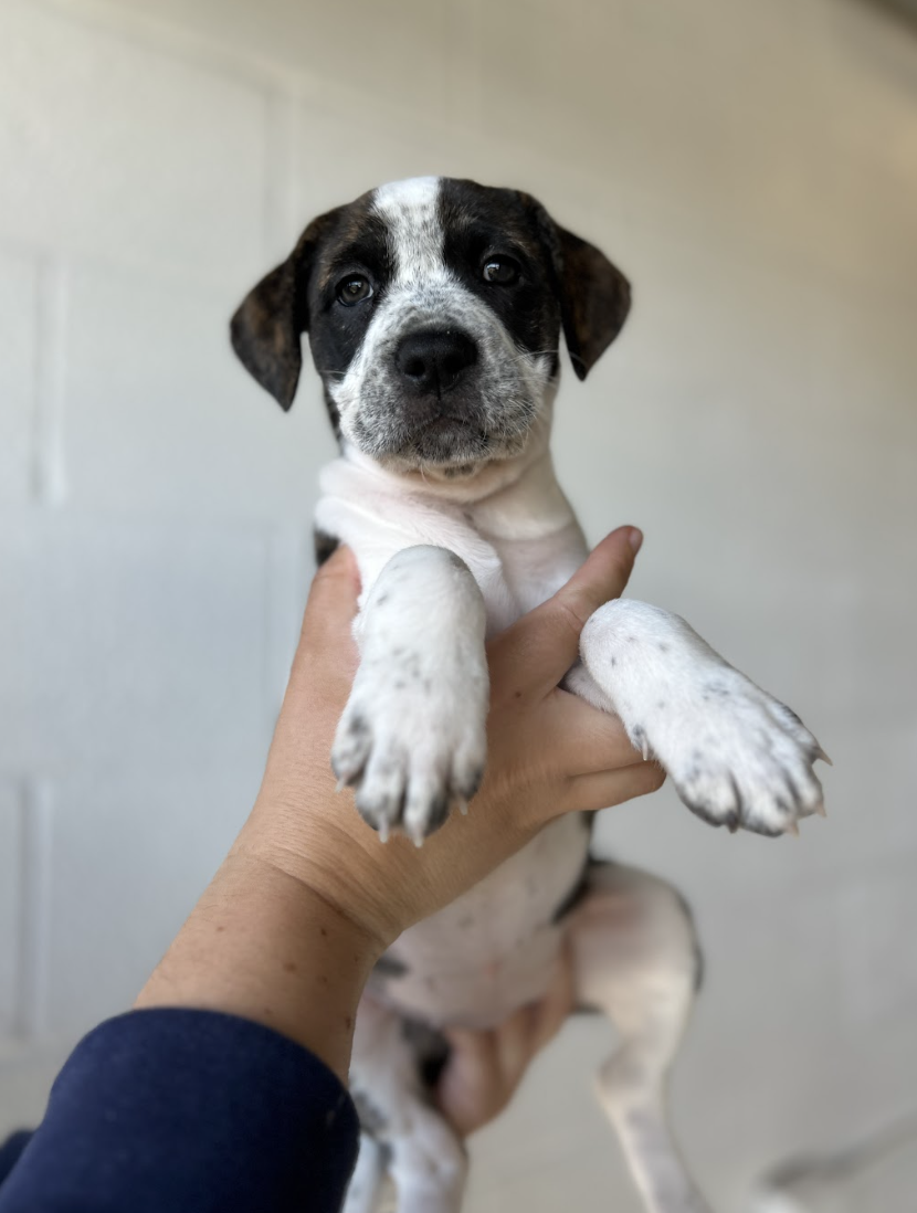 Screenshot 2026-04-01 at 6.04.27 PM.png